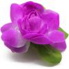 imageHawaii Luau Party Artificial Fabric Gardenia Hair ClipsPurple