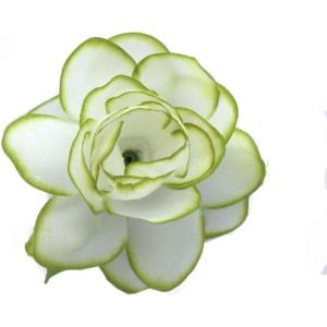 imageHawaii Luau Party Artificial Fabric Gardenia Hair ClipsGreen Edge