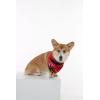 imageMatchable Family Hawaiian Luau Men Women Girl Boy Clothes in Sunset RedDog Bandana