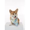 imageMatchable Family Hawaiian Luau Men Women Girl Boy Clothes in Pacific Palm CreamDog Bandana