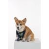 imageMatchable Family Hawaiian Luau Men Women Girl Boy Clothes in Pineapple Garden NavyDog Bandana