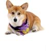 imageMatchable Family Hawaiian Luau Men Women Girl Boy Clothes in Sunset PurpleDog Bandana