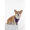 imageMatchable Family Hawaiian Luau Men Women Girl Boy Clothes in Sunset PurpleDog Bandana