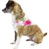 imageMatchable Family Hawaiian Luau Men Women Girl Boy Clothes in Pink Hibiscus Vine WhiteDog Bandana