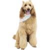 imageHawaiian Matching Pattern Dog Aloha Shirt in Sandy Beach Size MediumBandana in Sandy Beach Beige