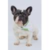 imageHawaiian Matching Pattern Dog Bandana in Pineapple Garden Navy Size LargeBandana in Pineapple Garden White