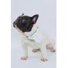 imageHawaiian Matching Pattern Dog Bandana in Pineapple Garden Navy Size LargeBandana in Pineapple Garden White